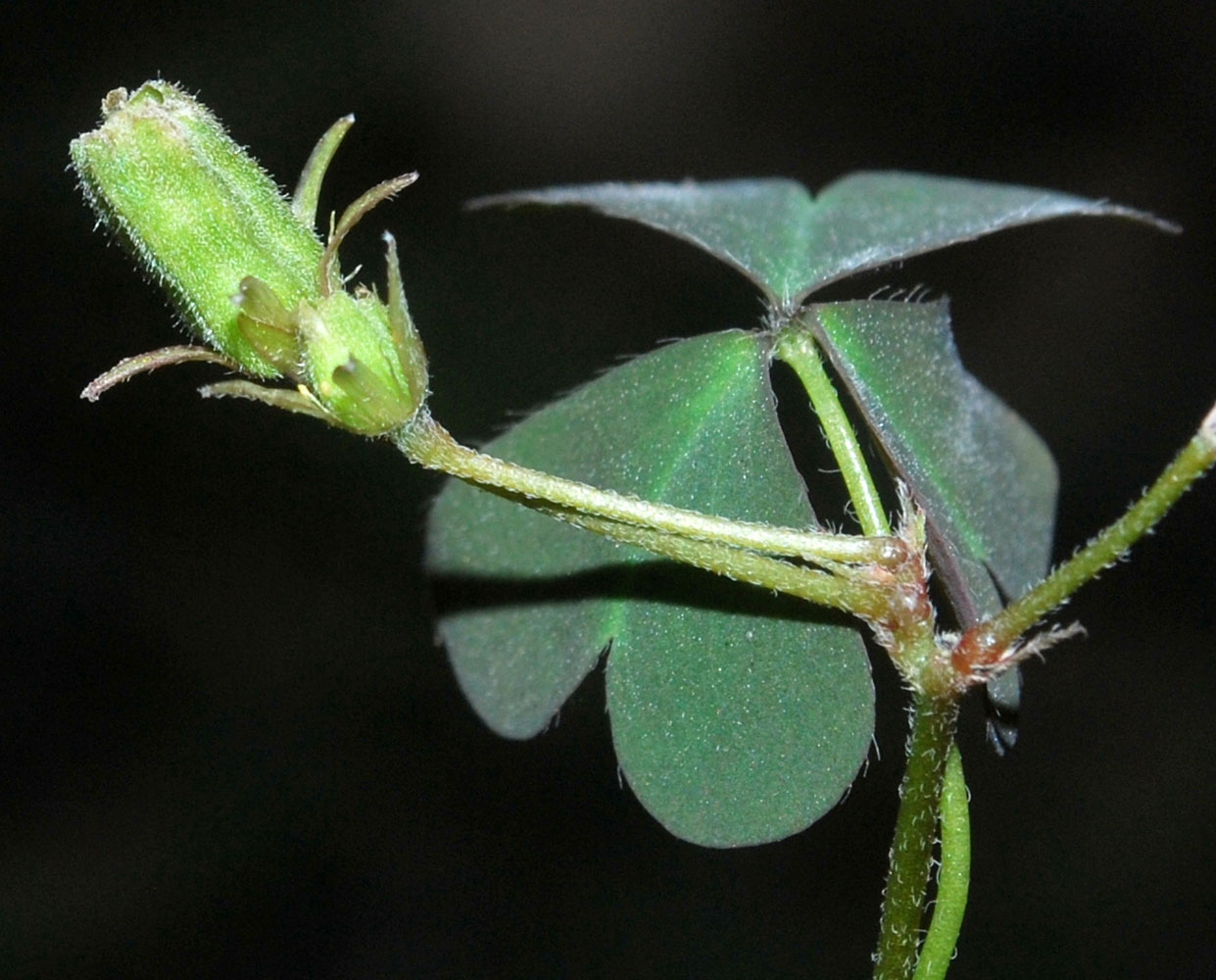 Image of Oxalis corniculata specimen.