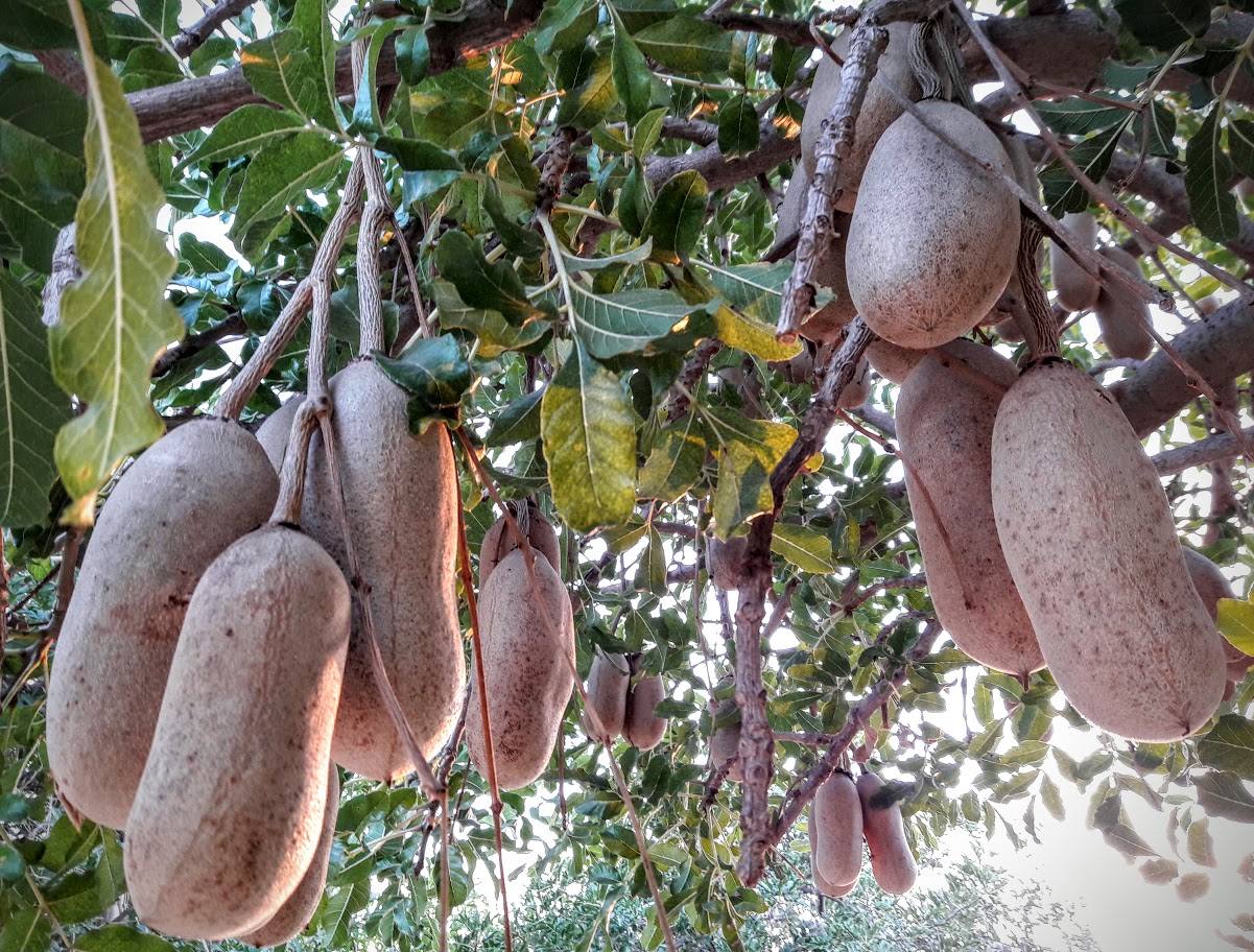 Изображение особи Kigelia pinnata.