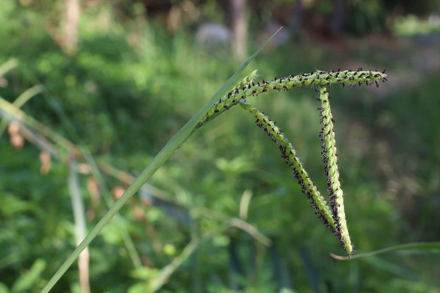 Изображение особи Paspalum dilatatum.