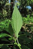 Parietaria officinalis