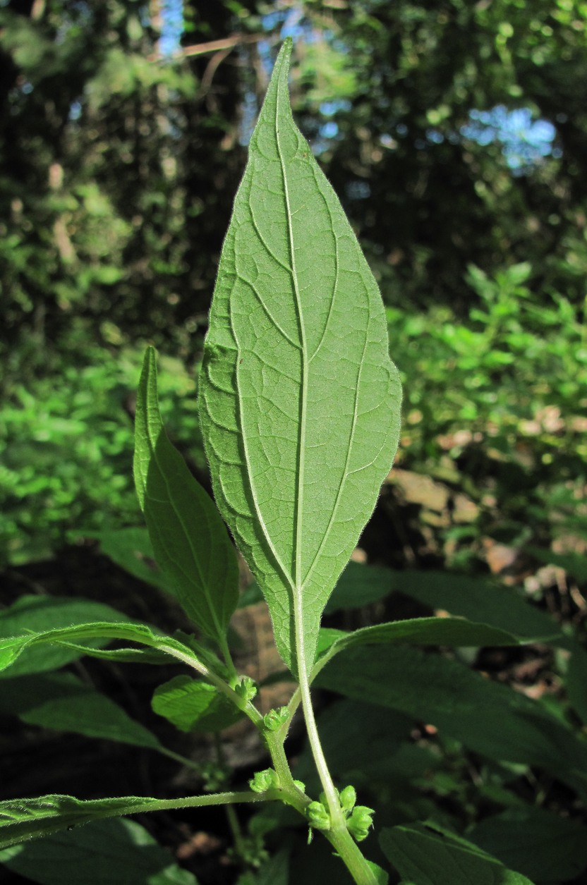 Изображение особи Parietaria officinalis.