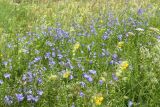 Campanula rotundifolia. Пятно доминирования цветущих растений на лугу в сообществе с участием Rhinanthus sp., Galium sp. Ленинградская обл., Гатчинский р-н, окр. пос. Пудость, разнотравный луг на травертине на всхолмлении. 10.07.2016.