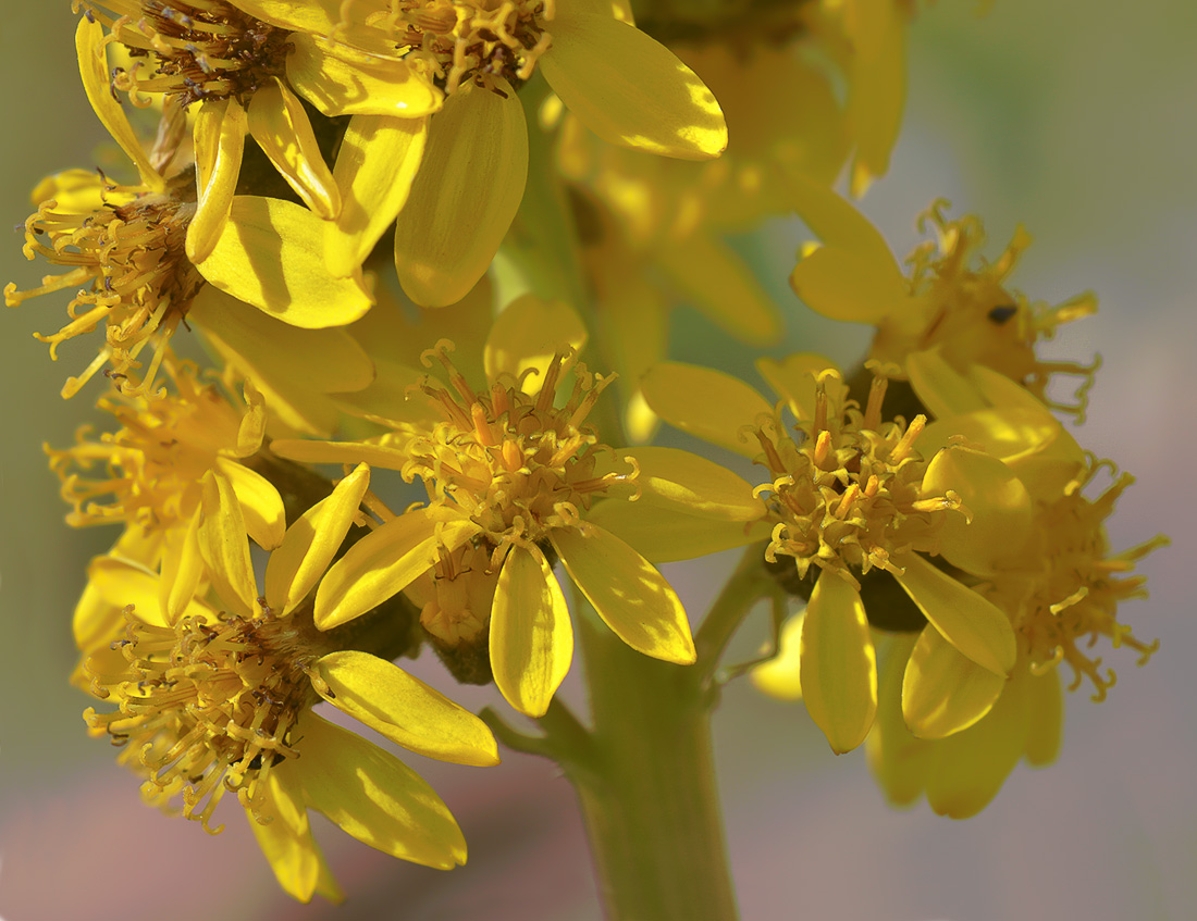Image of Ligularia alpigena specimen.