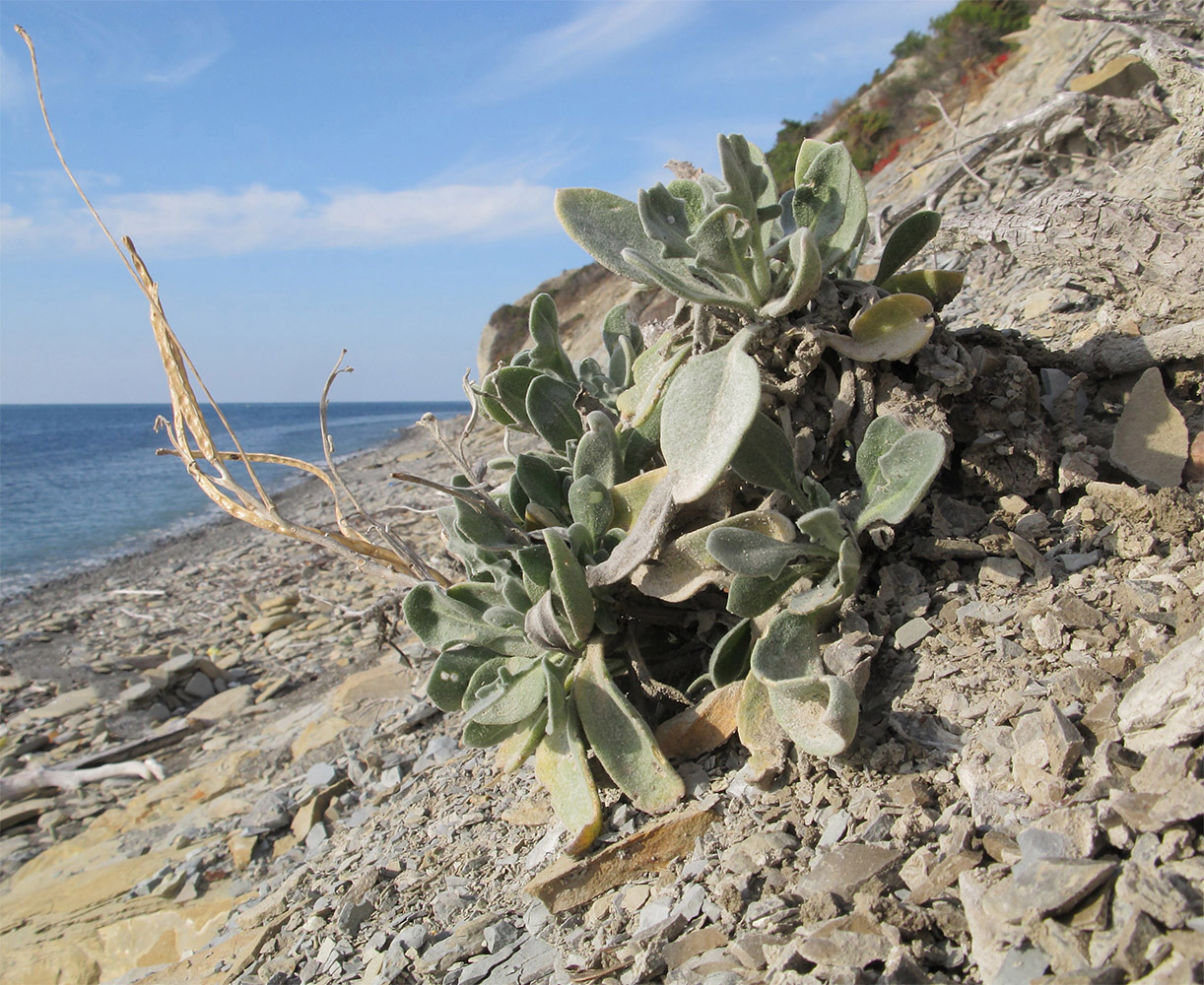 Image of Matthiola odoratissima specimen.