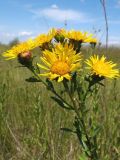 Inula aspera