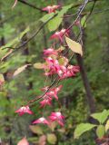 Euonymus macropterus