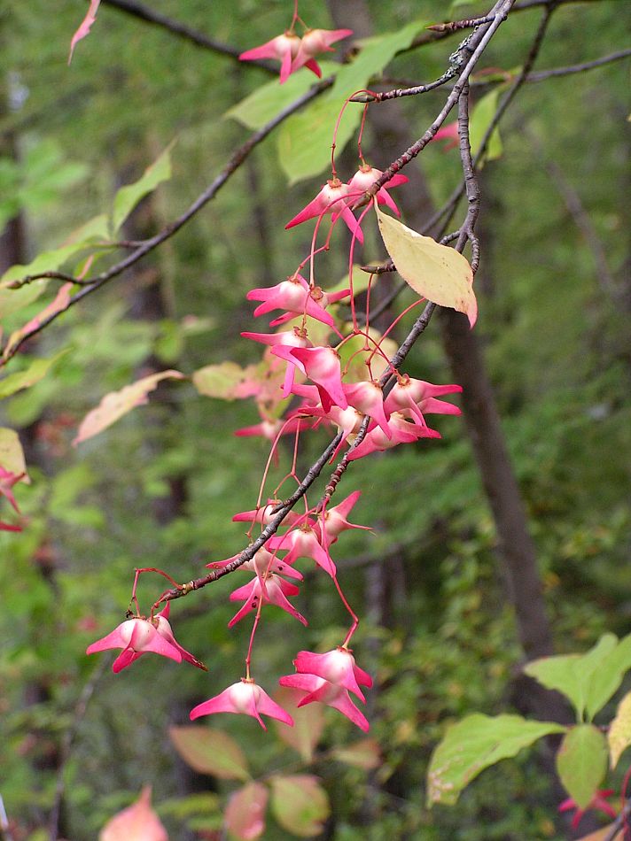 Image of Euonymus macropterus specimen.