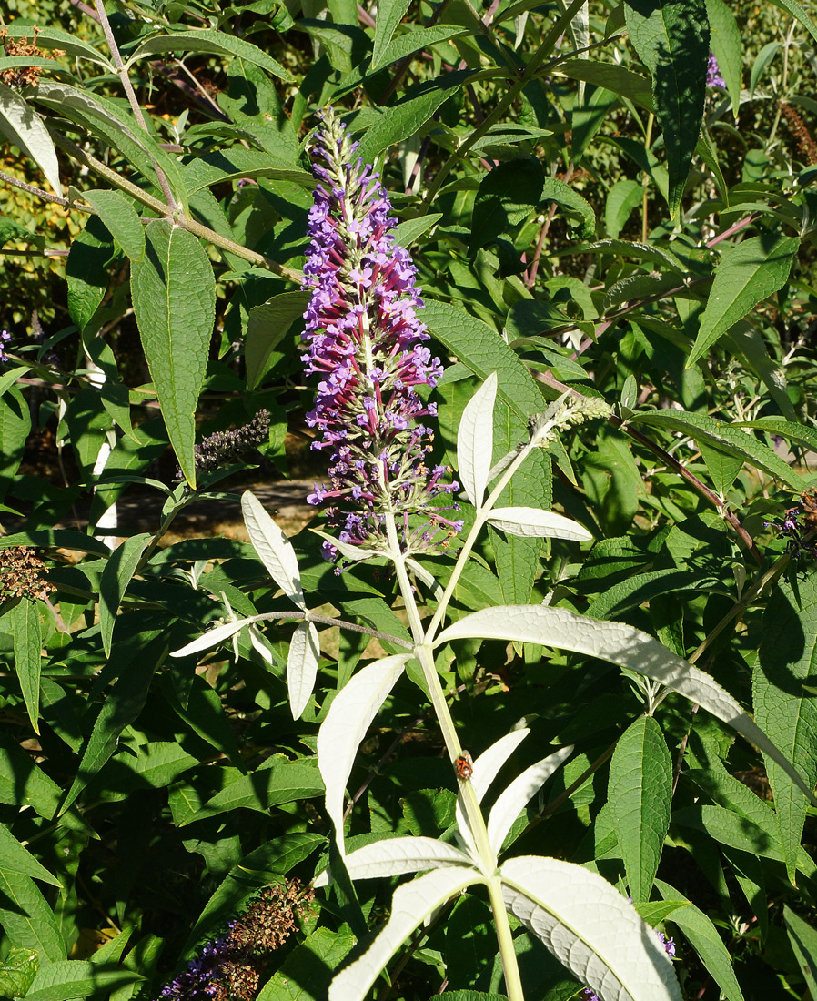 Image of Buddleja davidii specimen.