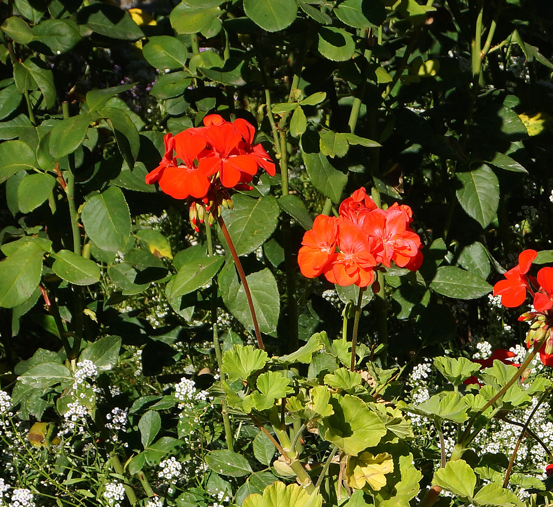 Изображение особи Pelargonium hortorum.