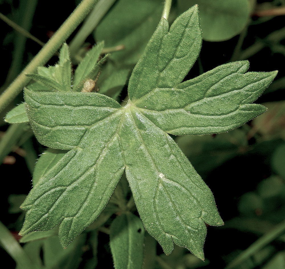 Image of Geranium depilatum specimen.