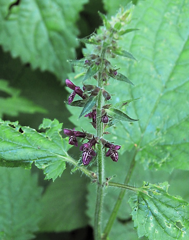 Изображение особи Stachys sylvatica.