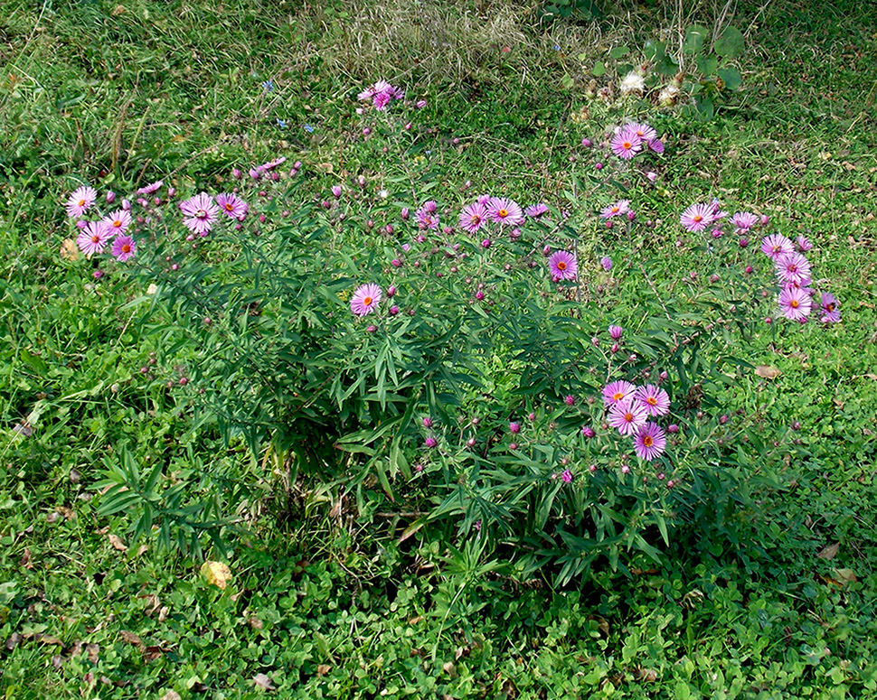 Изображение особи Symphyotrichum novae-angliae.