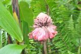 Etlingera elatior. Верхушка отцветающего растения. Малайзия, о-в Борнео, пров. Сабах, склон горы Трас-Мади, край джунглей на берегу реки, тропический дождевой лес. 23 февраля 2013 г.