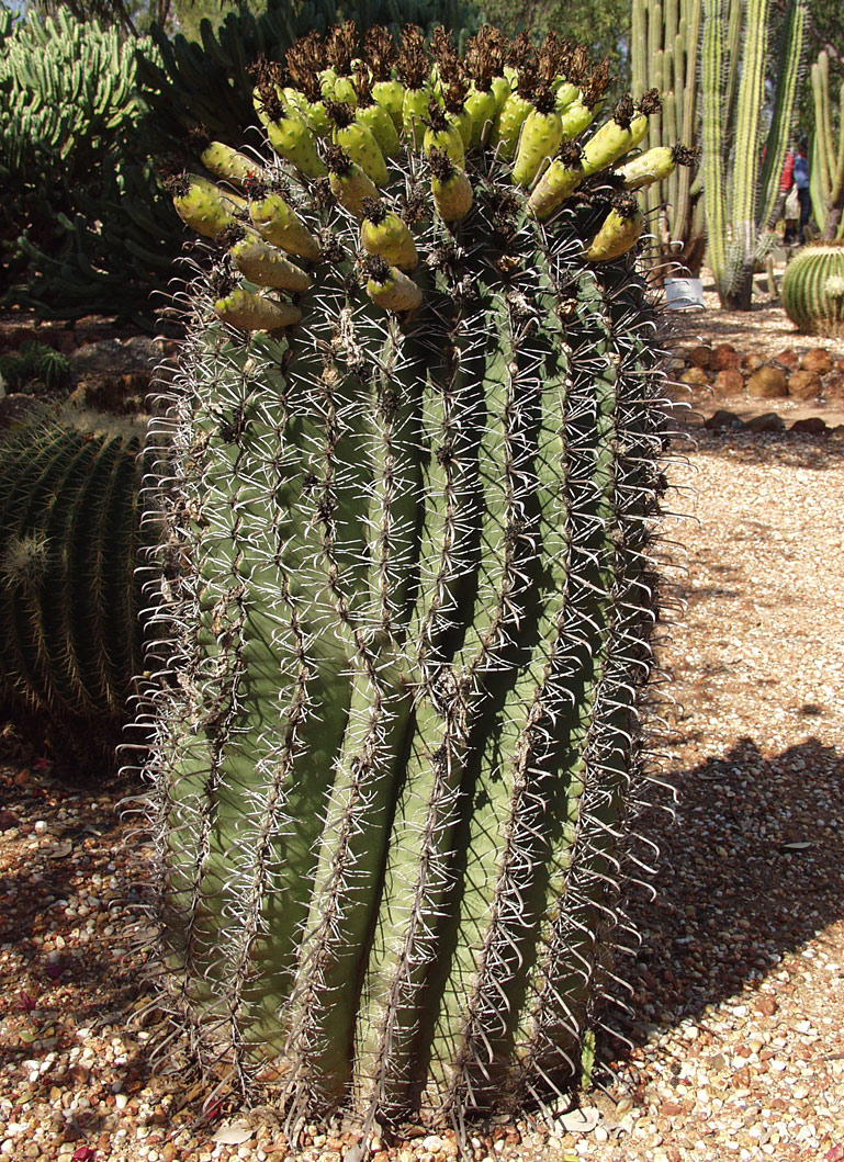 Изображение особи Ferocactus wislizeni.