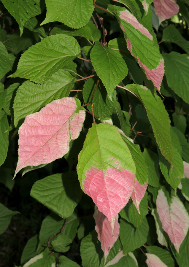 Изображение особи Actinidia kolomikta.