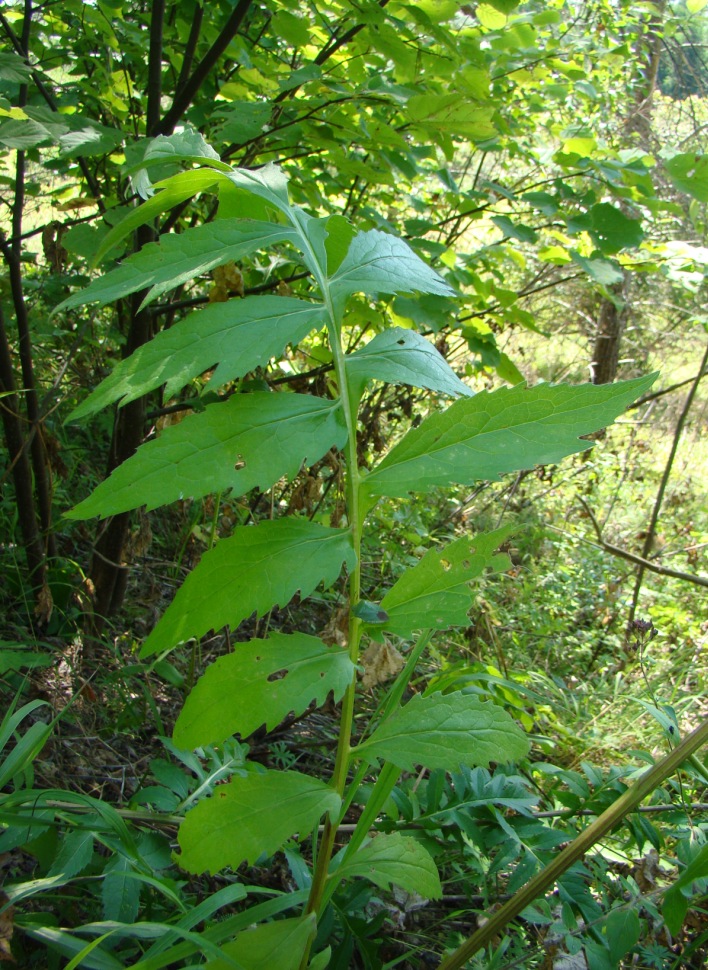 Image of Serratula coronata specimen.