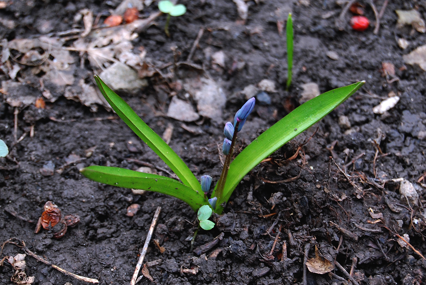 Изображение особи Scilla siberica.