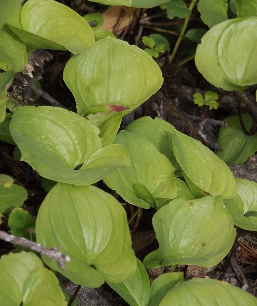 Изображение особи Maianthemum dilatatum.