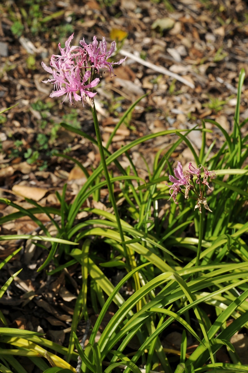 Изображение особи Nerine undulata.