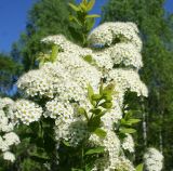 Image of taxon representative. Author is Тамара Риб