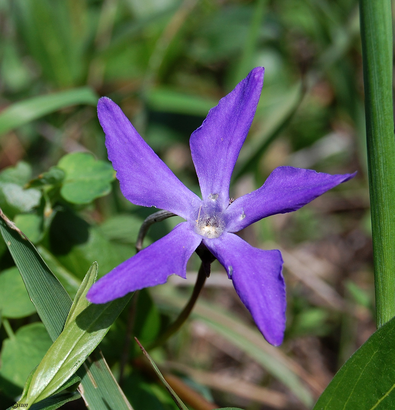 Изображение особи Vinca herbacea.