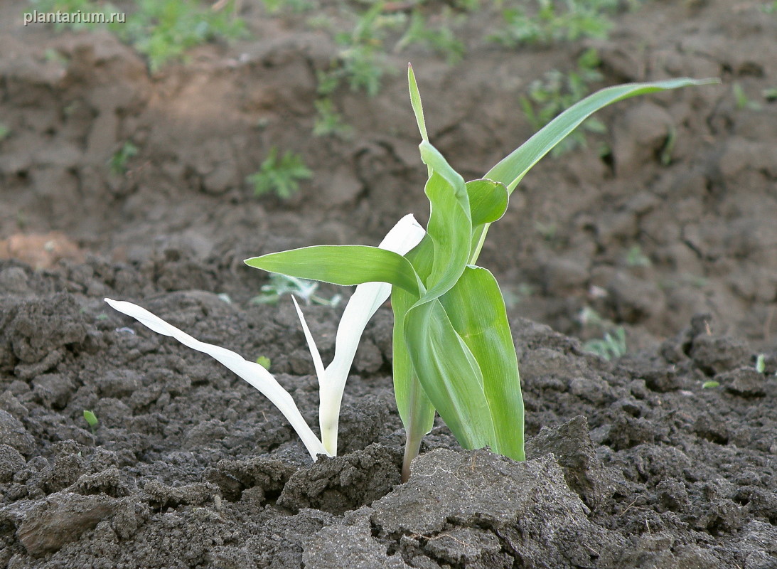 Image of Zea mays specimen.