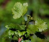 Ribes × nidigrolaria. Молодые листья на верхушке побега. Московская обл., Раменский р-н, окр. дер. Хрипань, садовый участок. 12.05.2017.