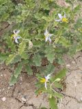 Solanum elaeagnifolium