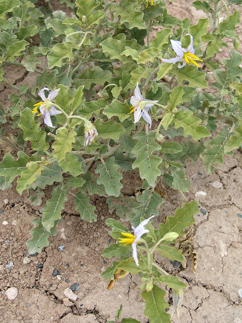 Image of Solanum elaeagnifolium specimen.