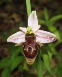 Ophrys oestrifera. Цветок. Крым, окр. Севастополя, Чернореченский каньон, дубовый лес. 26 мая 2017 г.