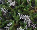 Sedum acre. Раскрывшиеся высохшие плоды. Ленинградская область, Всеволожский район, окрестности посёлка Мурино, железнодорожная станция Девяткино. 10.10.2009.