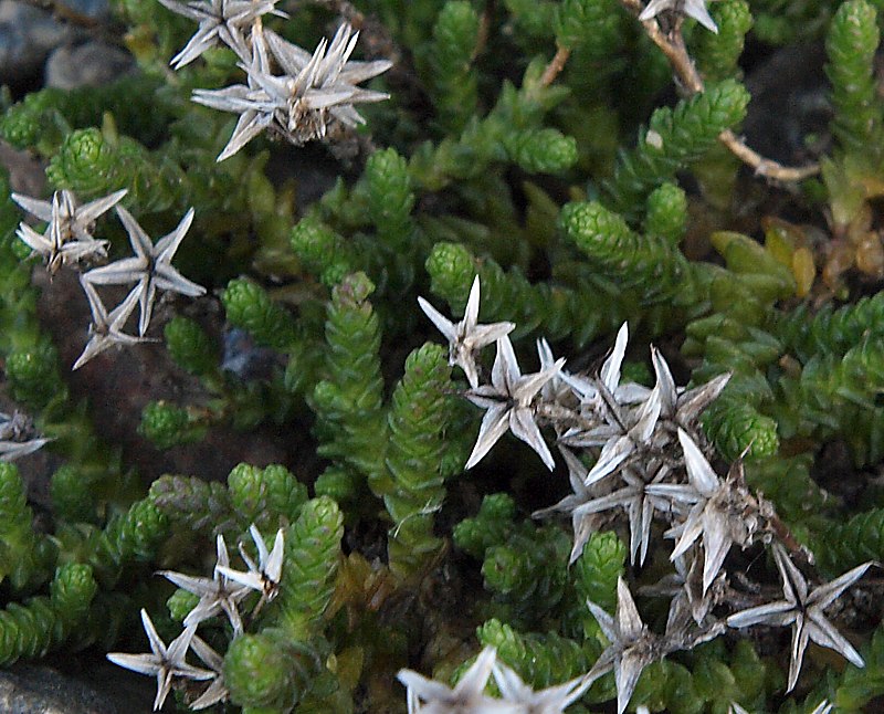 Image of Sedum acre specimen.