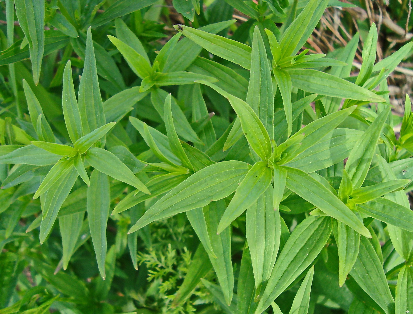 Image of Galium boreale specimen.