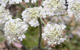 Astrodaucus littoralis. Соцветие с кормящимся клопом-травником. Крым, Керченский п-ов, Опукский заповедник, на песчано-ракушечном пляже. 01.06.2017.