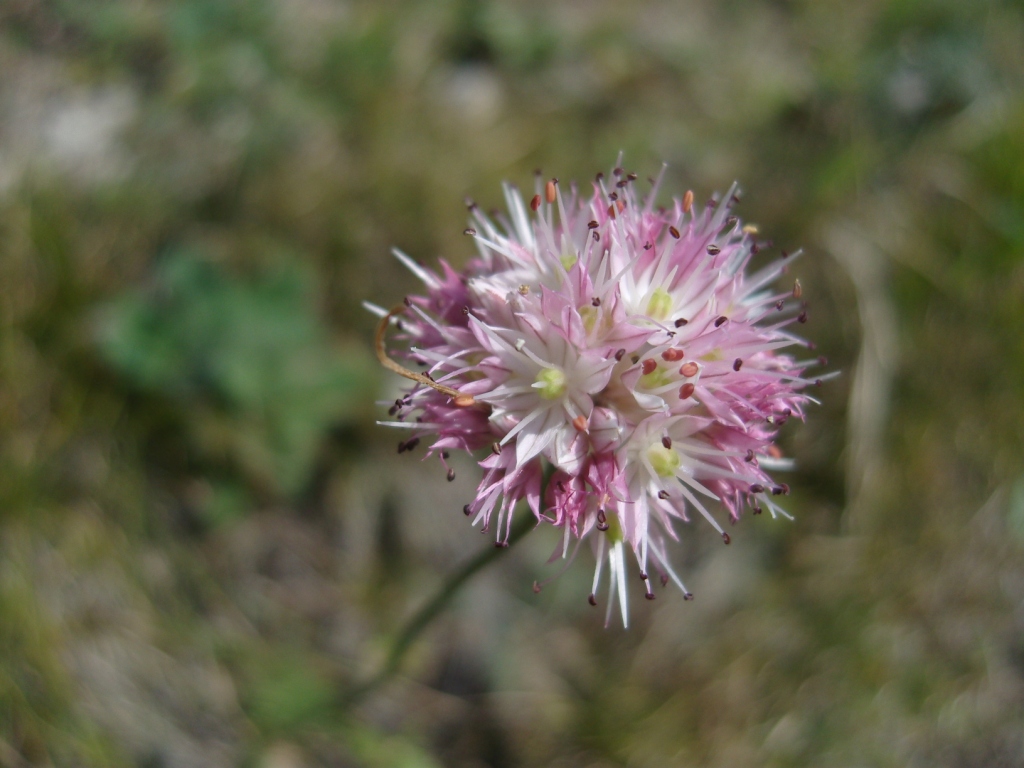 Изображение особи Allium saxatile.