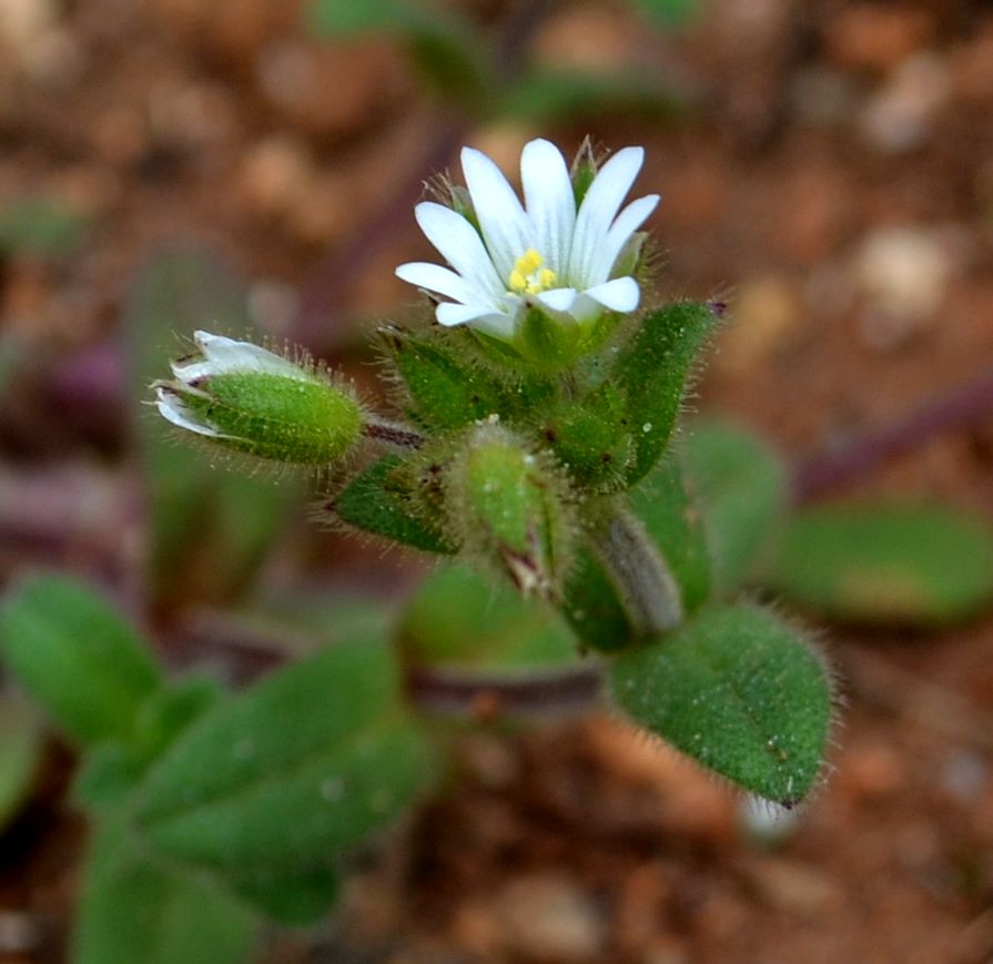 Image of Cerastium glutinosum specimen.