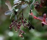 Berberis vulgaris f. atropurpurea