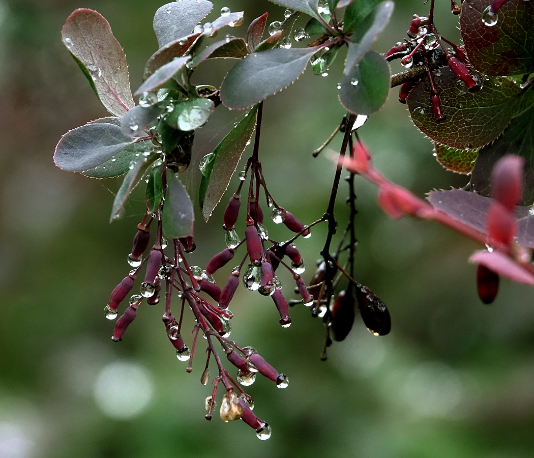 Изображение особи Berberis vulgaris f. atropurpurea.