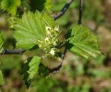 Crataegus submollis