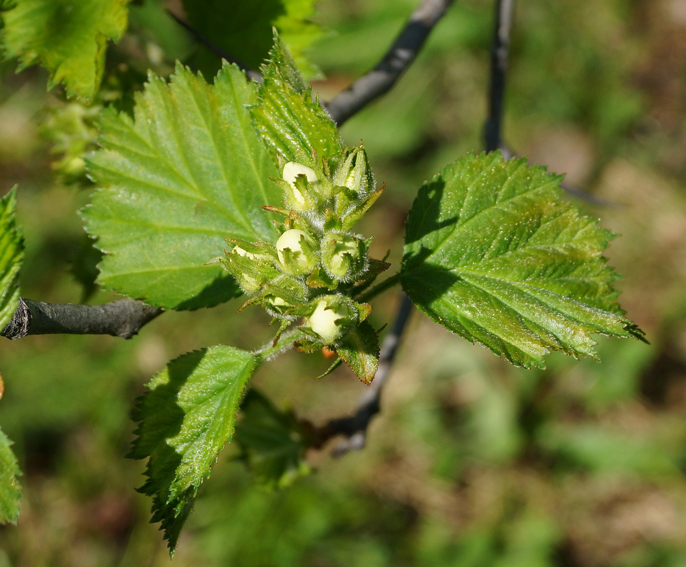 Изображение особи Crataegus submollis.