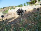 Echinops maracandicus