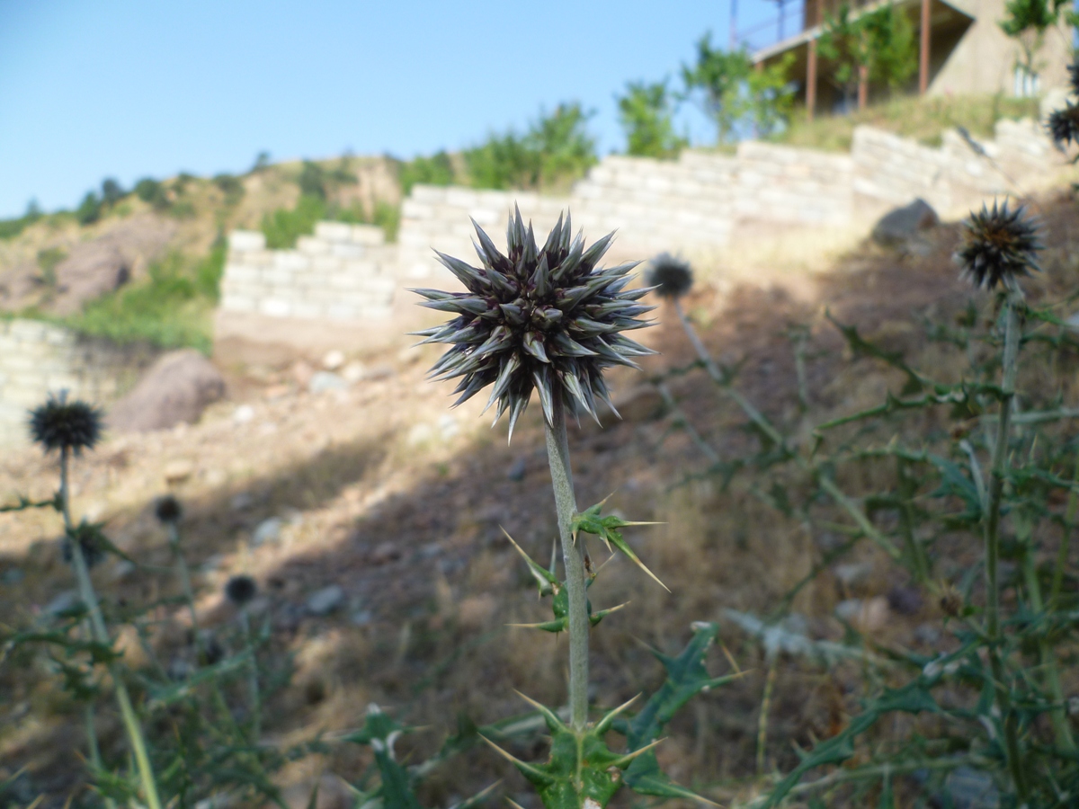 Изображение особи Echinops maracandicus.