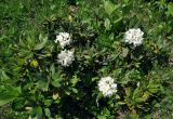 Rhododendron caucasicum