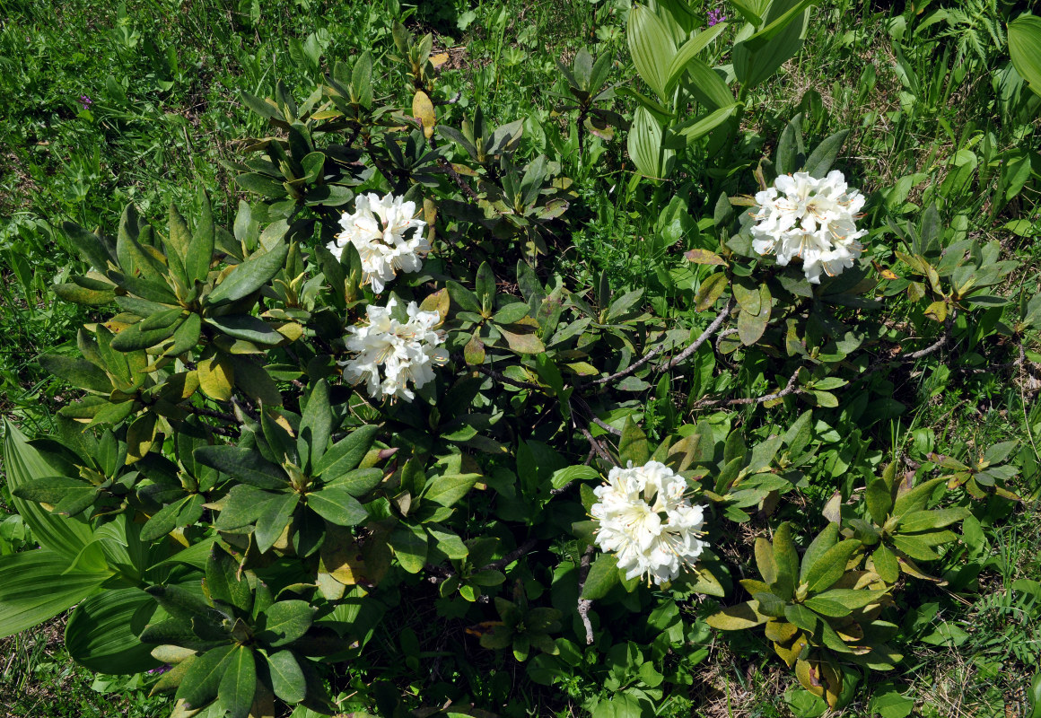 Изображение особи Rhododendron caucasicum.