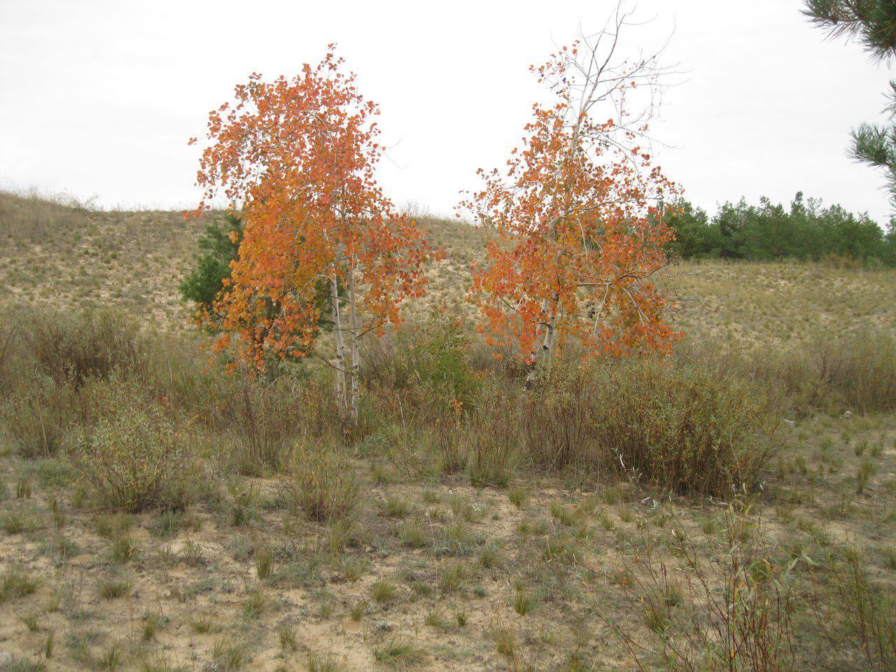 Изображение особи Populus tremula.