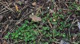 Arenaria rotundifolia. Цветущее растение. Карачаево-Черкесия, Тебердинский заповедник, хр. Малая Хатипара, сосновый лес. 23.07.2017.