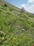 Nepeta grandiflora