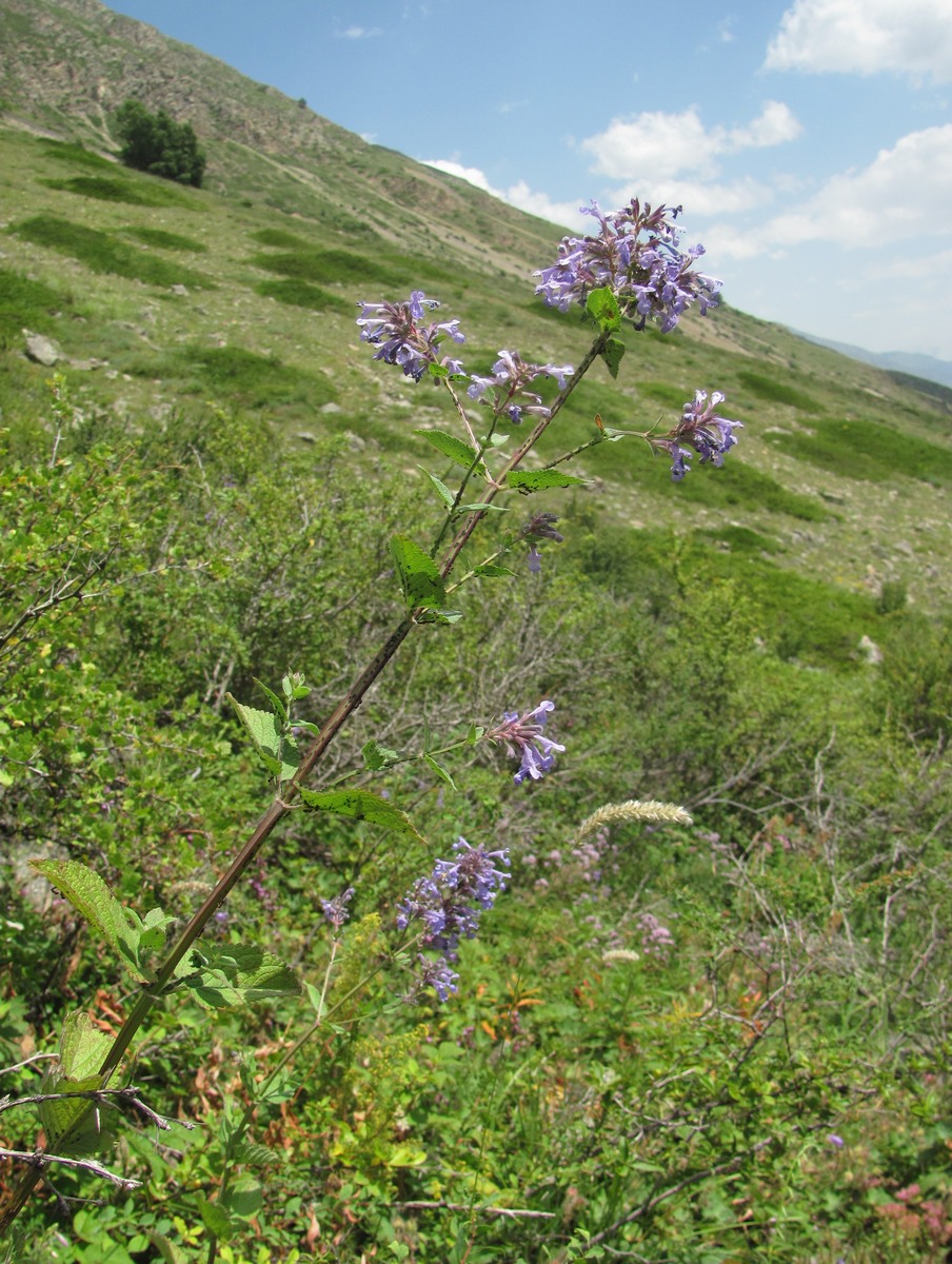 Image of Nepeta grandiflora specimen.