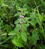 Mentha arvensis