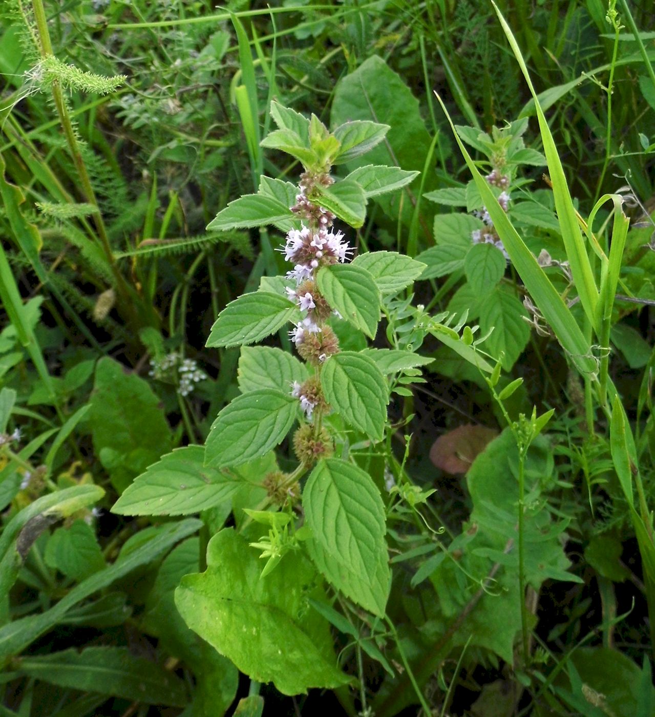 Image of Mentha arvensis specimen.